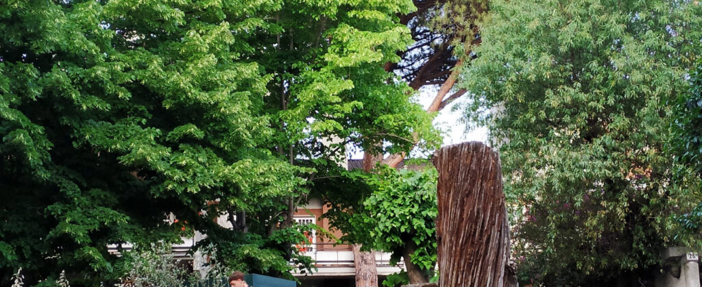 il caso di via zambarelli roma alberi a rischio abbattimento comitato tam