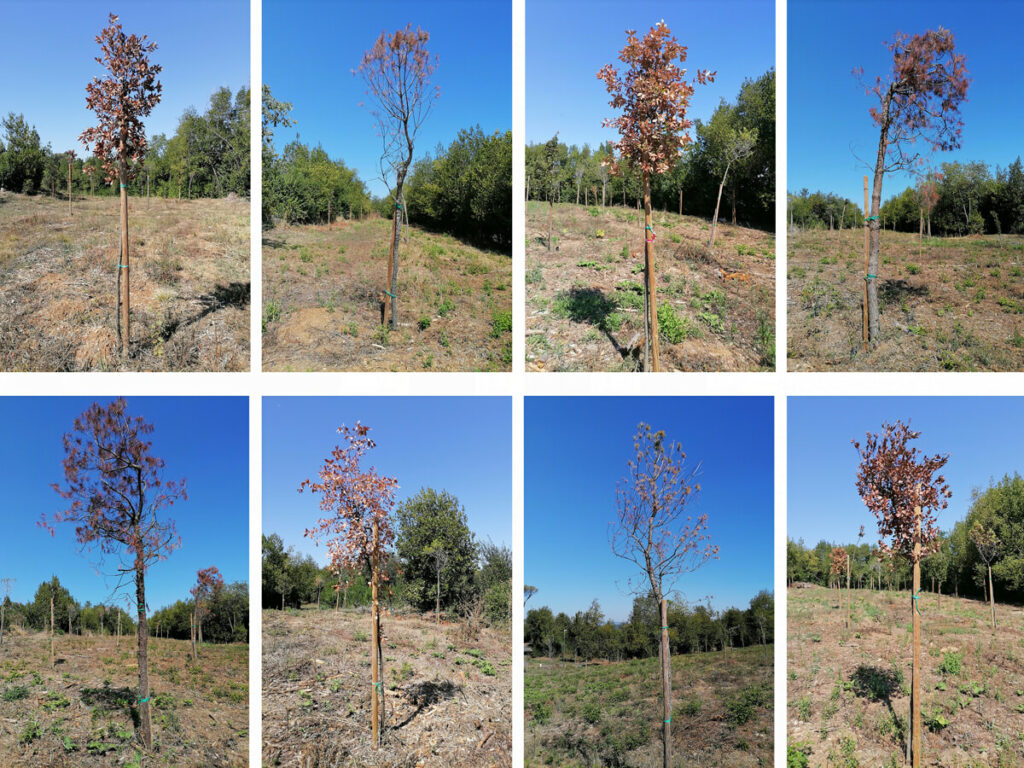 Alberi morti Monte Antenne Roma