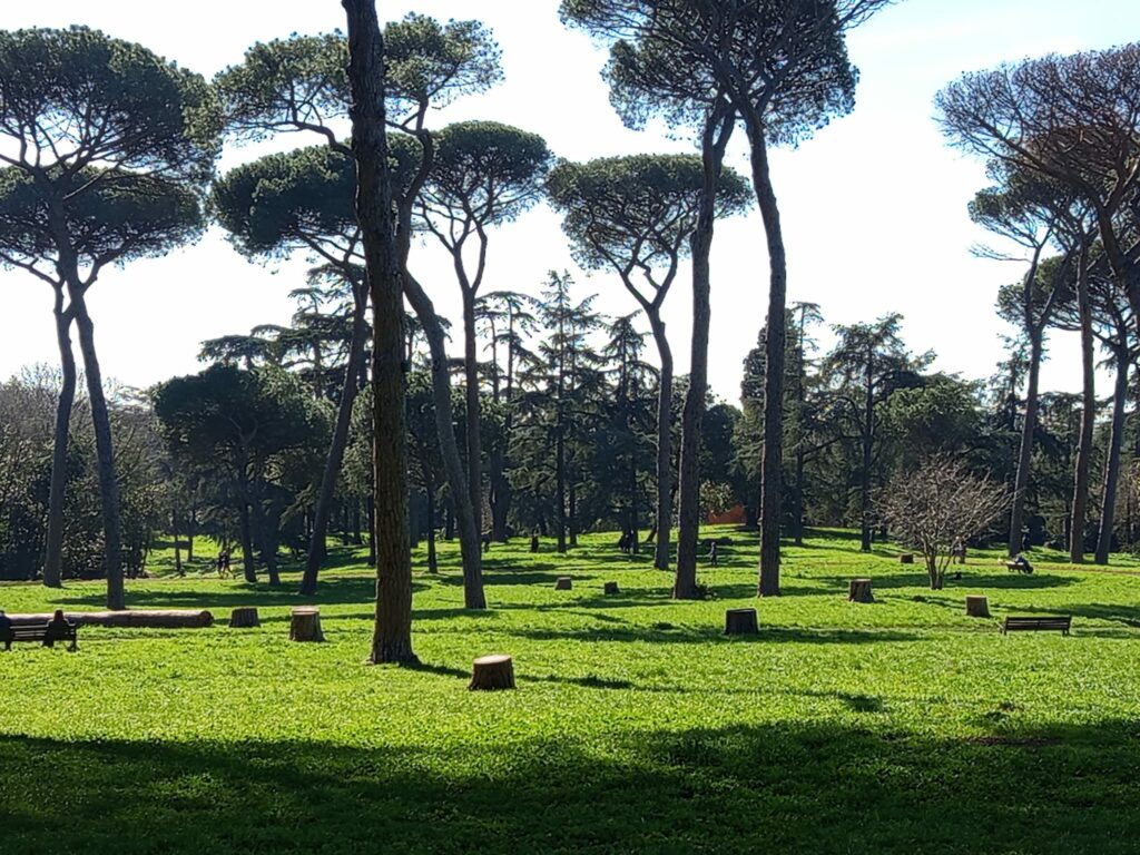 Pineta di Villa Pamphili, pini abbattuti, comitato tam © Foto: Tindara Sidoti